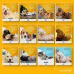 Pack 125 Artes editáveis pet shop Photoshop+Legendas - Imagem 10